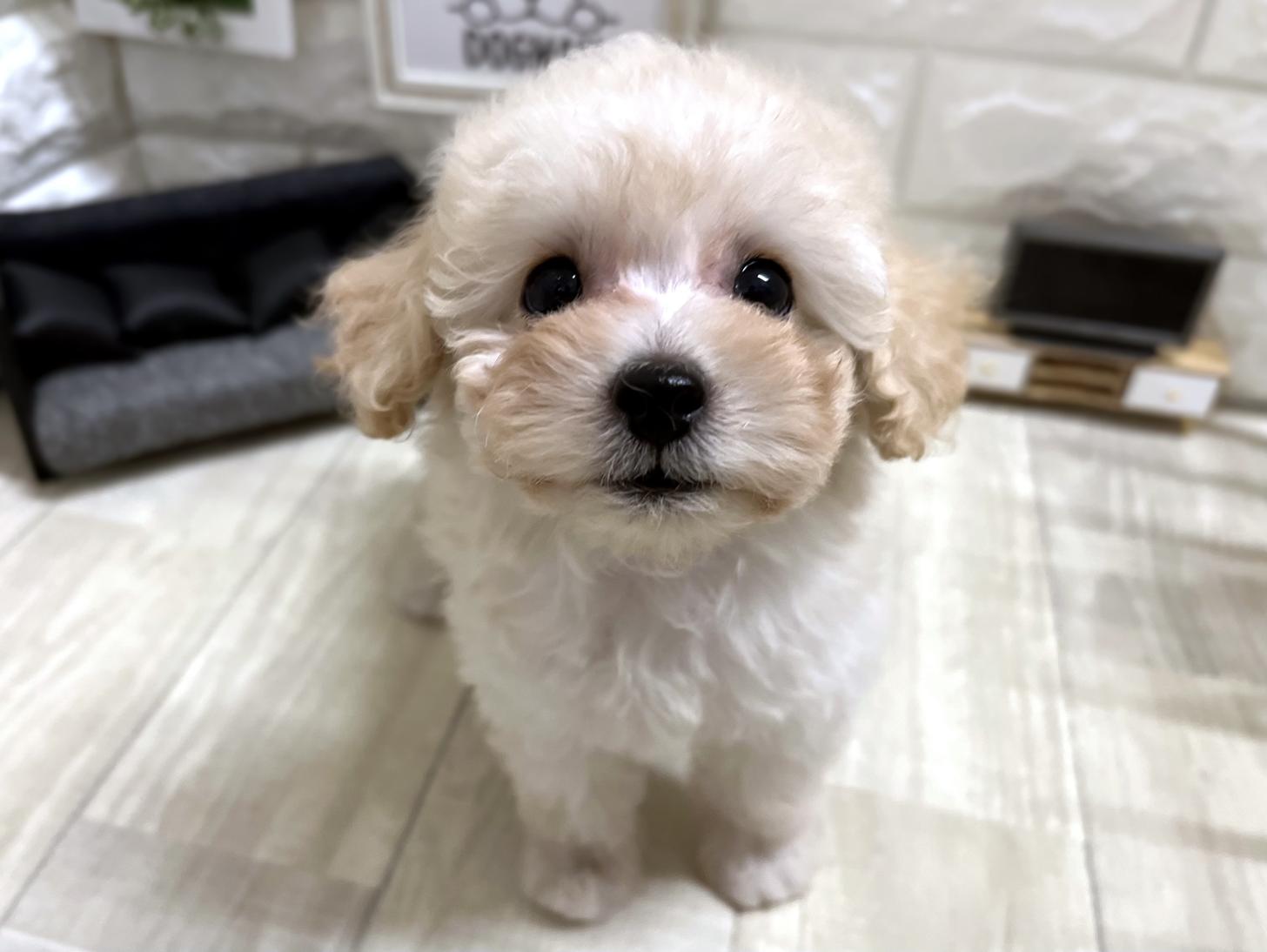 和歌山県のトイプードル(トイ) (DOGMAN和歌山店/2026年3月8日生まれ/女の子/クリーム)の子犬の1枚目の画像