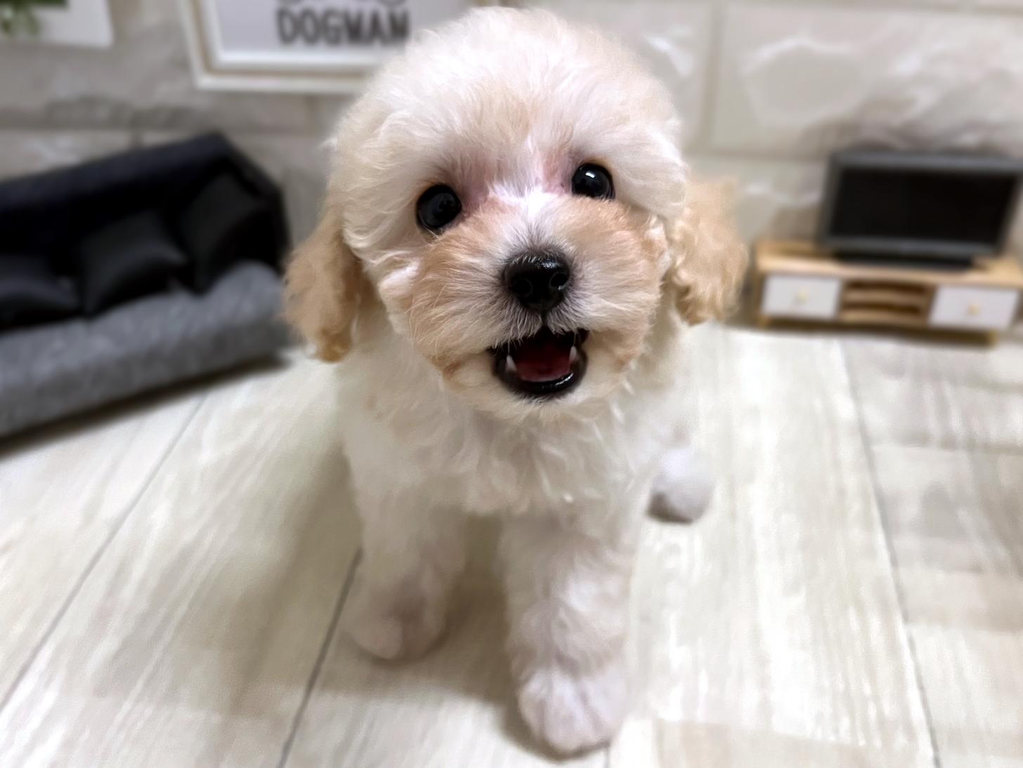 和歌山県のトイプードル(トイ) (DOGMAN和歌山店/2026年3月8日生まれ/女の子/クリーム)の子犬の2枚目の画像