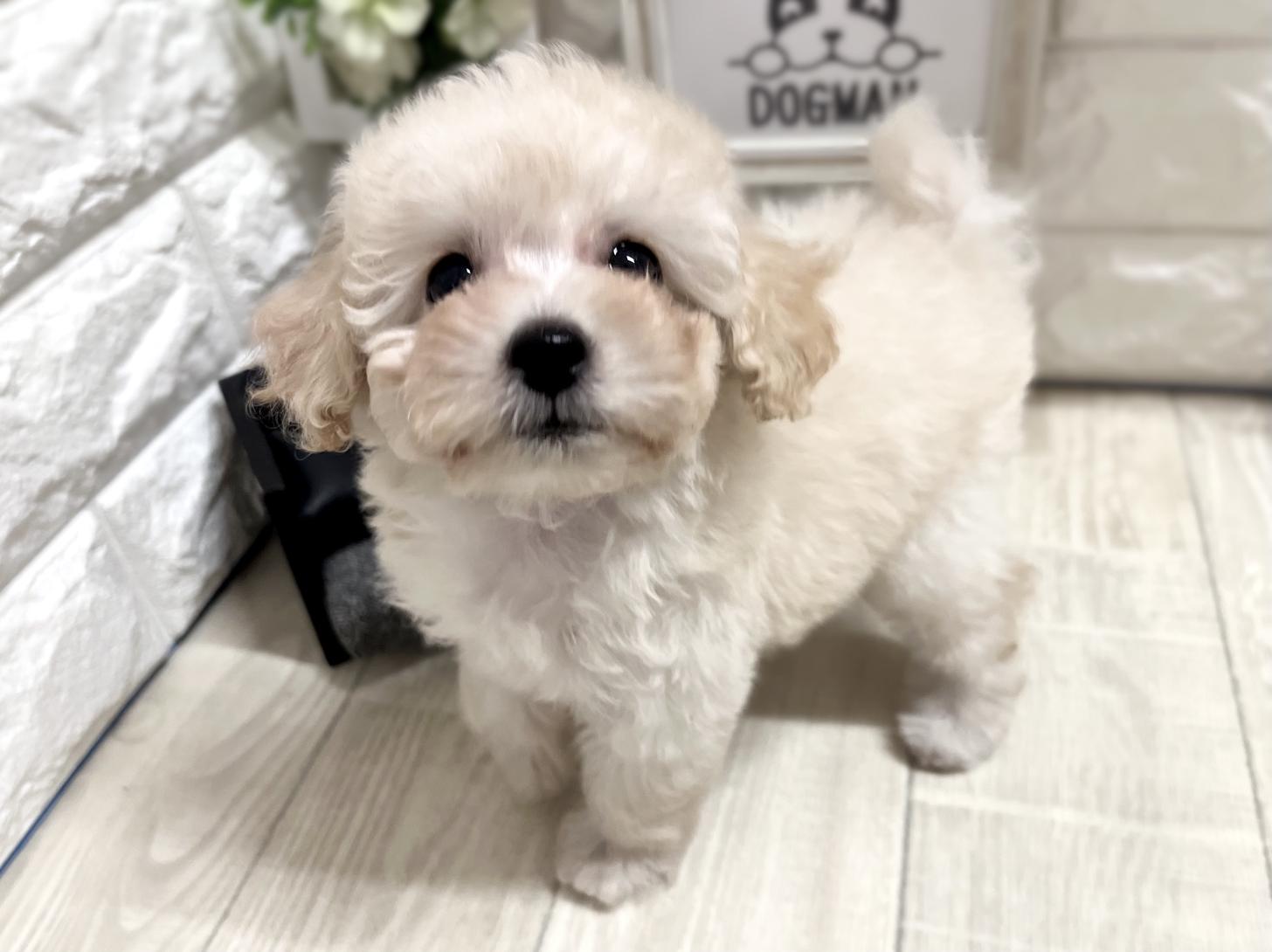 和歌山県のトイプードル(トイ) (DOGMAN和歌山店/2026年3月8日生まれ/女の子/クリーム)の子犬の3枚目の画像