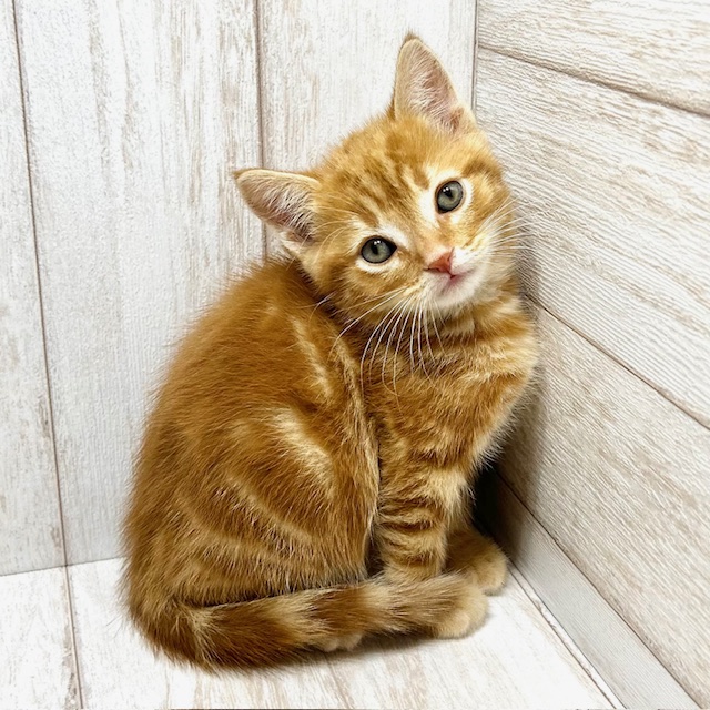 東京都のアメリカンショートヘアー (ペピカファミリー水元店/2025年10月19日生まれ/男の子/レッドタビー)の子猫