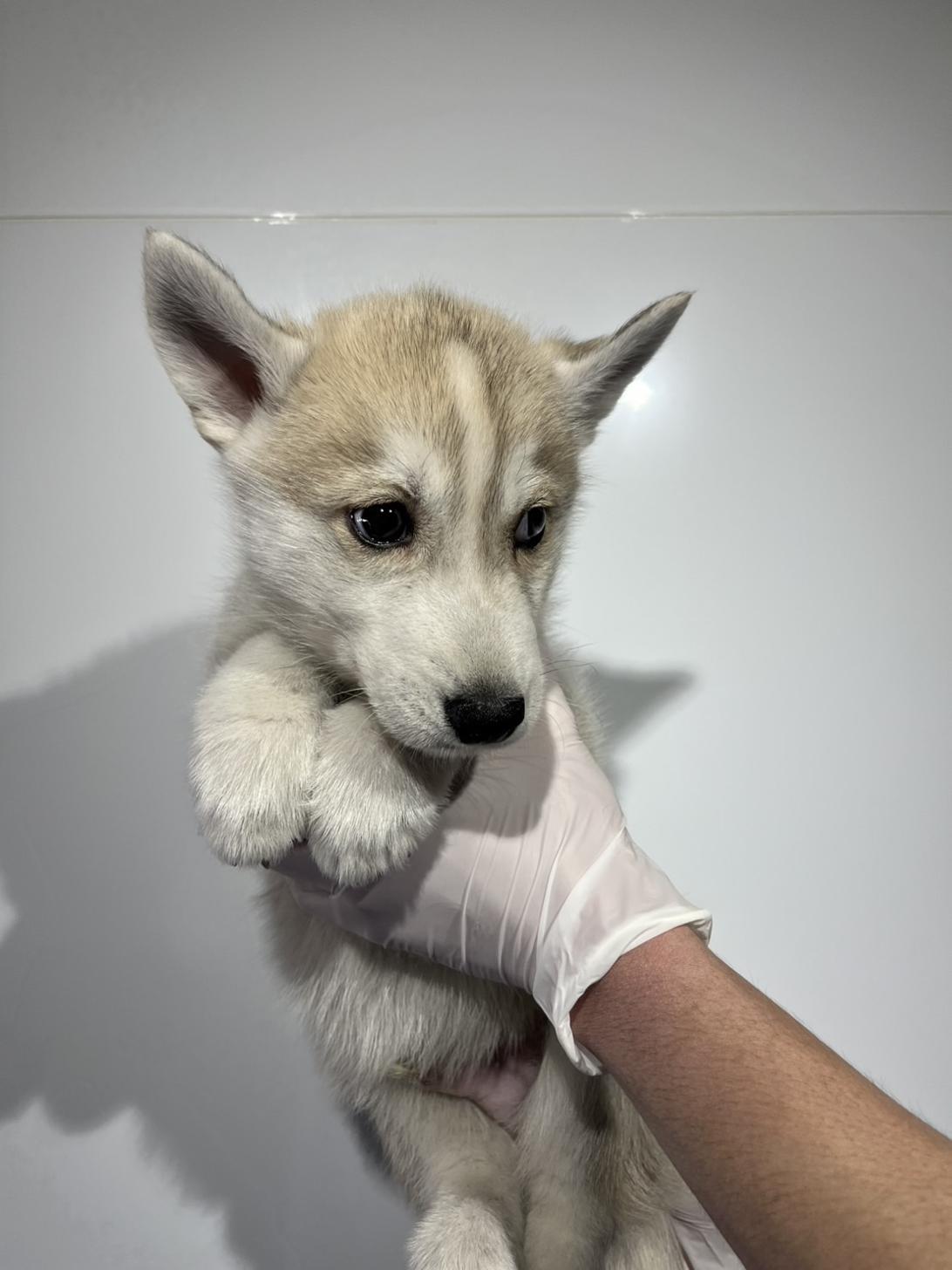 埼玉県のシベリアンハスキー (ペッツスマイル加須インター店/2025年12月12日生まれ/男の子/シルバーホワイト)の子犬の2枚目の画像