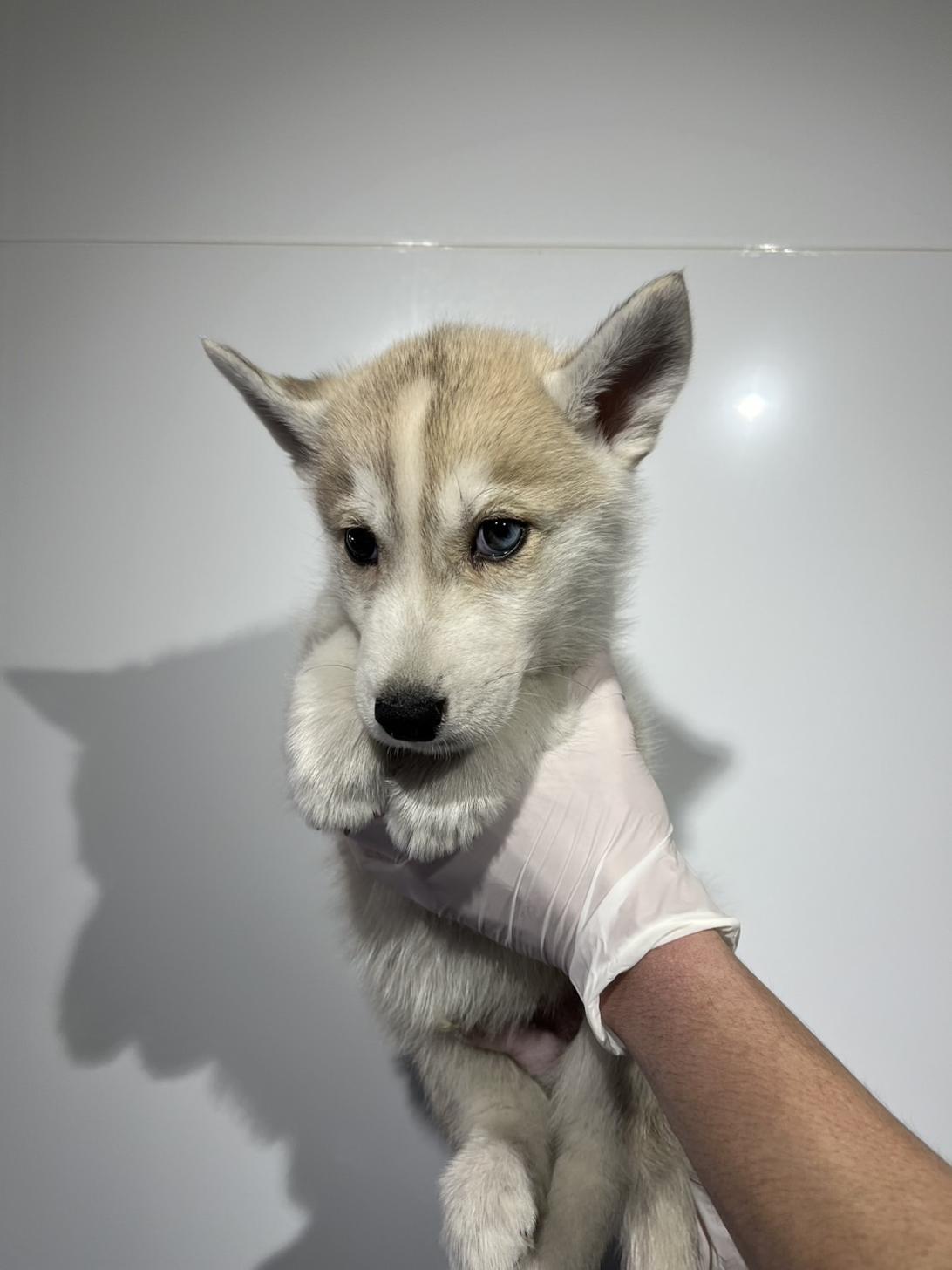 埼玉県のシベリアンハスキー (ペッツスマイル加須インター店/2025年12月12日生まれ/男の子/シルバーホワイト)の子犬の3枚目の画像