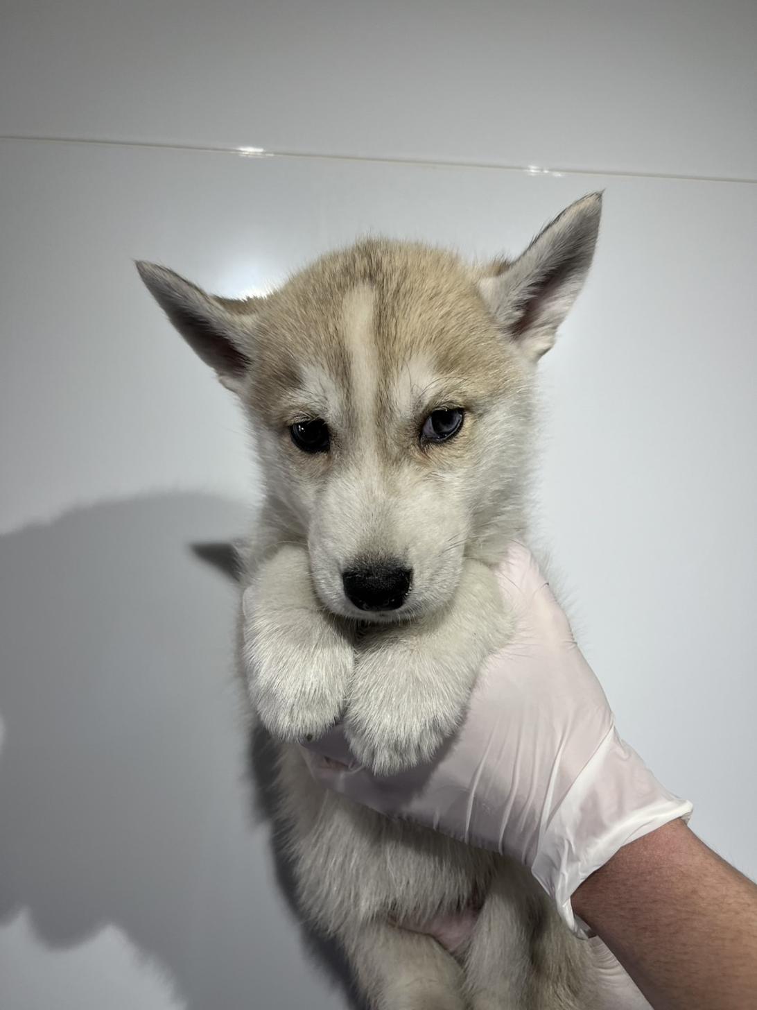 埼玉県のシベリアンハスキー (ペッツスマイル加須インター店/2025年12月12日生まれ/男の子/シルバーホワイト)の子犬の4枚目の画像