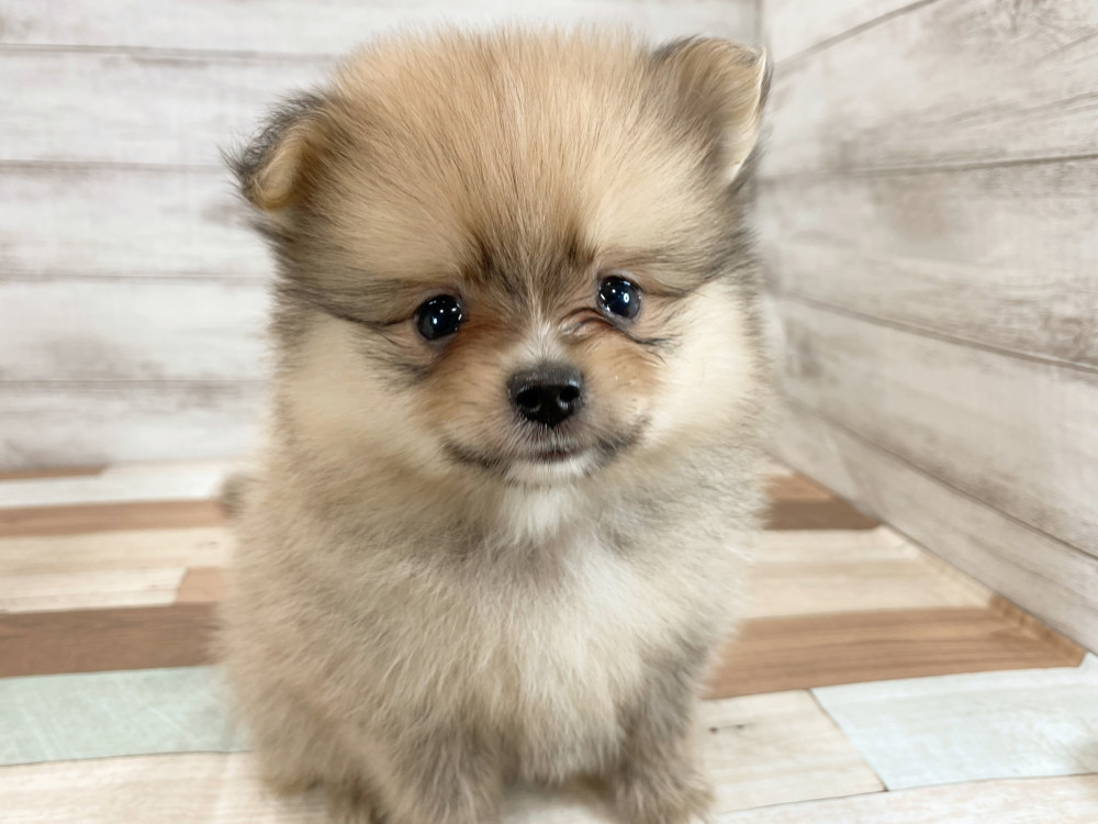 新潟県のポメラニアン (竹内ペット 新津本店/2026年5月4日生まれ/男の子/オレンジ)の子犬の1枚目の画像