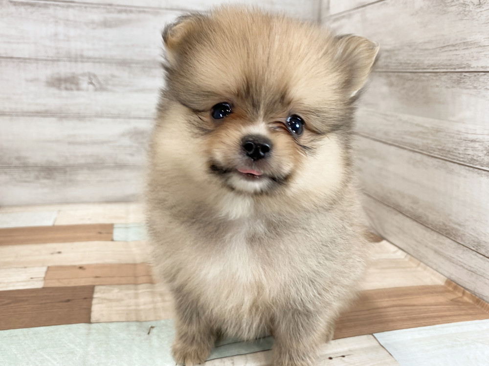 新潟県のポメラニアン (竹内ペット 新津本店/2026年5月4日生まれ/男の子/オレンジ)の子犬の2枚目の画像