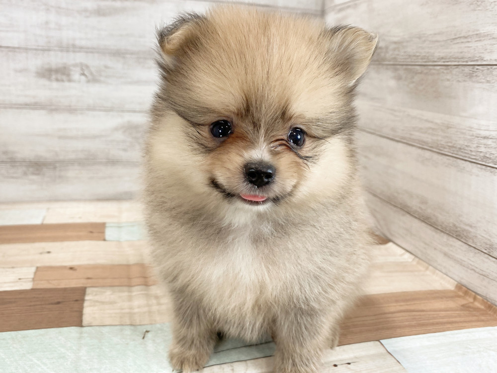 新潟県のポメラニアン (竹内ペット 新津本店/2026年5月4日生まれ/男の子/オレンジ)の子犬の3枚目の画像