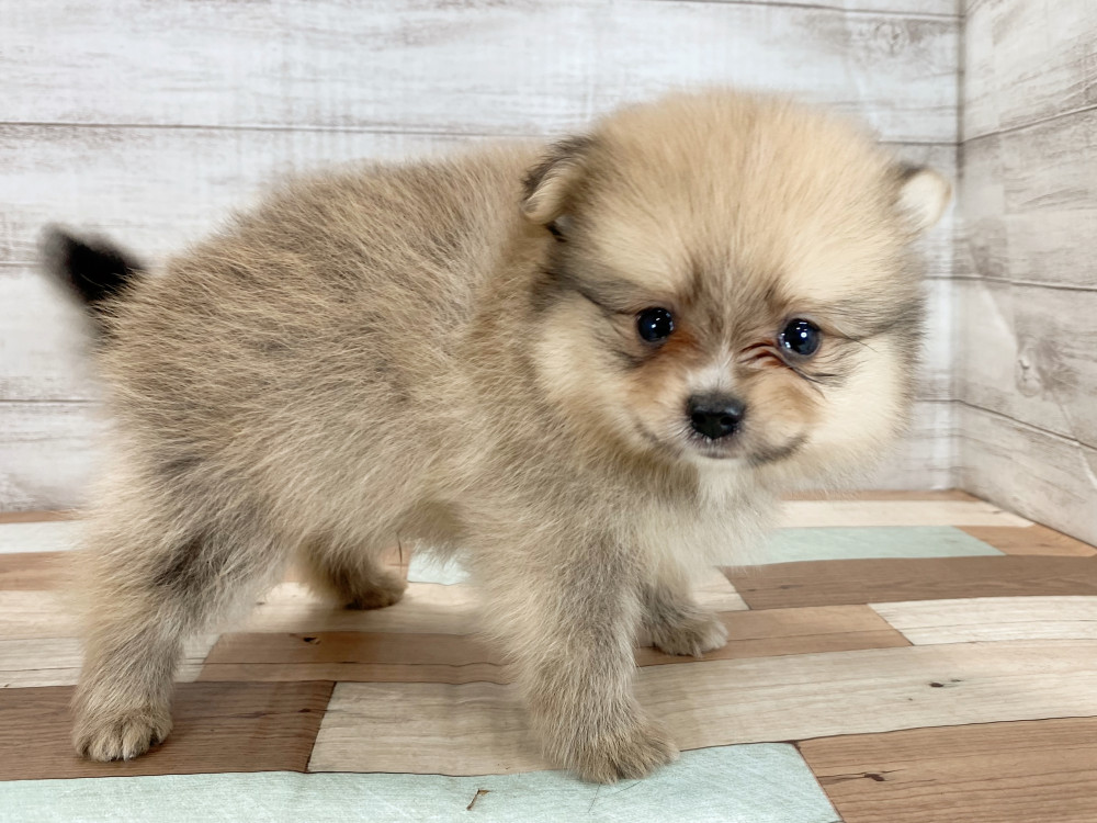 新潟県のポメラニアン (竹内ペット 新津本店/2026年5月4日生まれ/男の子/オレンジ)の子犬の4枚目の画像