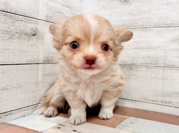 新潟県のチワワ(ロング) (竹内ペット 新潟西店/2026年1月8日生まれ/男の子/クリームホワイト)の子犬の1枚目の画像