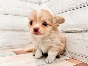 新潟県のチワワ(ロング) (竹内ペット 新潟西店/2026年1月8日生まれ/男の子/クリームホワイト)の子犬の2枚目の画像