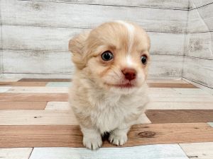 新潟県のチワワ(ロング) (竹内ペット 新潟西店/2026年1月8日生まれ/男の子/クリームホワイト)の子犬の3枚目の画像