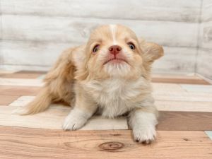 新潟県のチワワ(ロング) (竹内ペット 新潟西店/2026年1月8日生まれ/男の子/クリームホワイト)の子犬の4枚目の画像