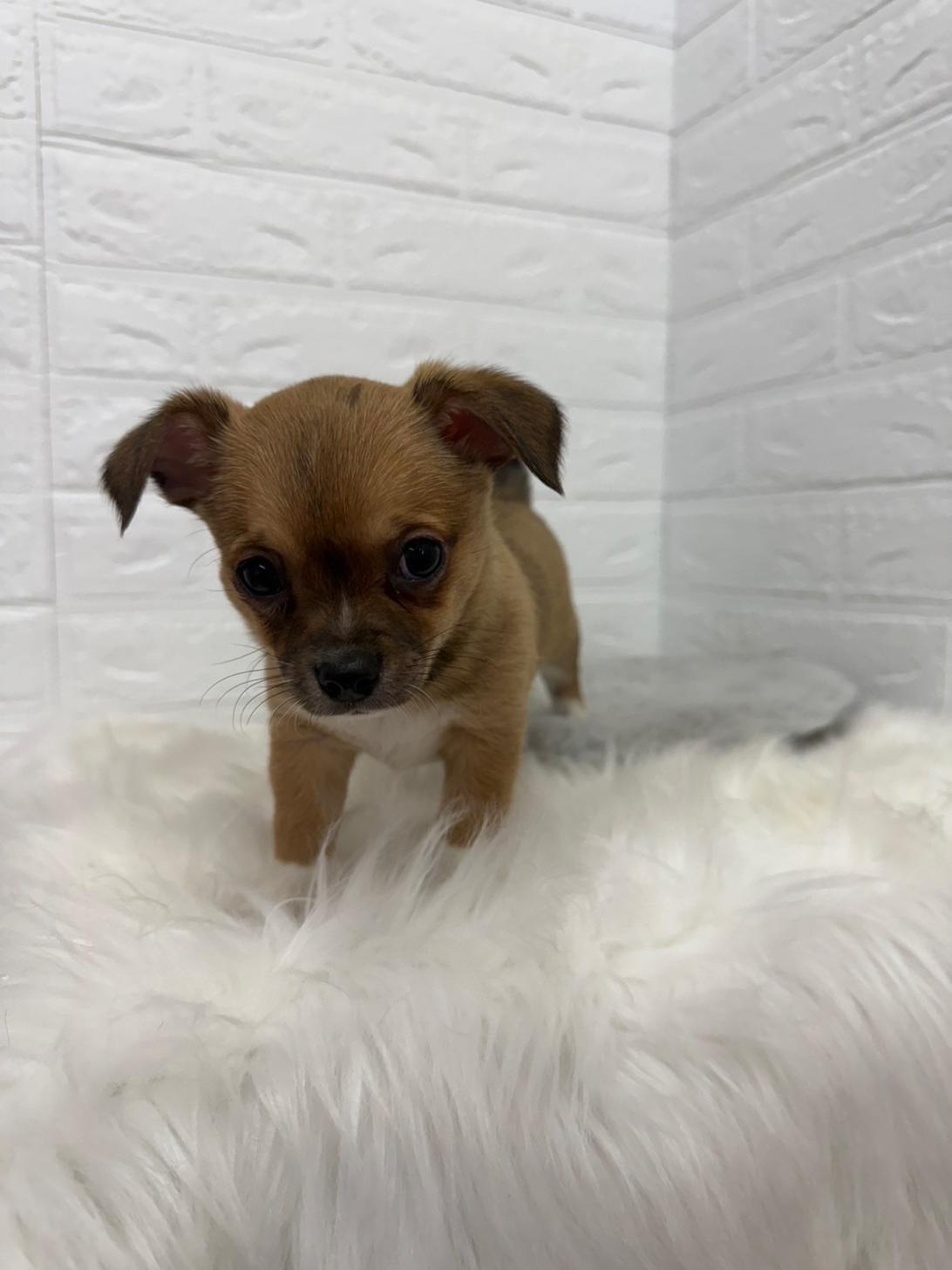 東京都のチワワ(スムース) (ペットショップcoco東京港区店/2025年12月14日生まれ/男の子/フォーン)の子犬