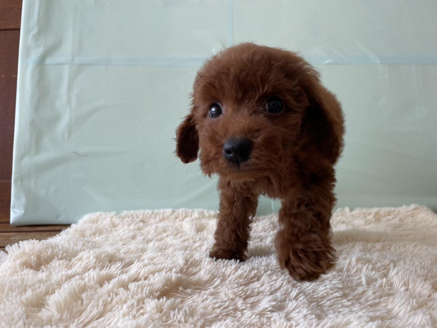 佐賀県のトイプードル(トイ) (スタードッグス新鳥栖店/2025年6月14日生まれ/男の子/レッド)の子犬の1枚目の画像