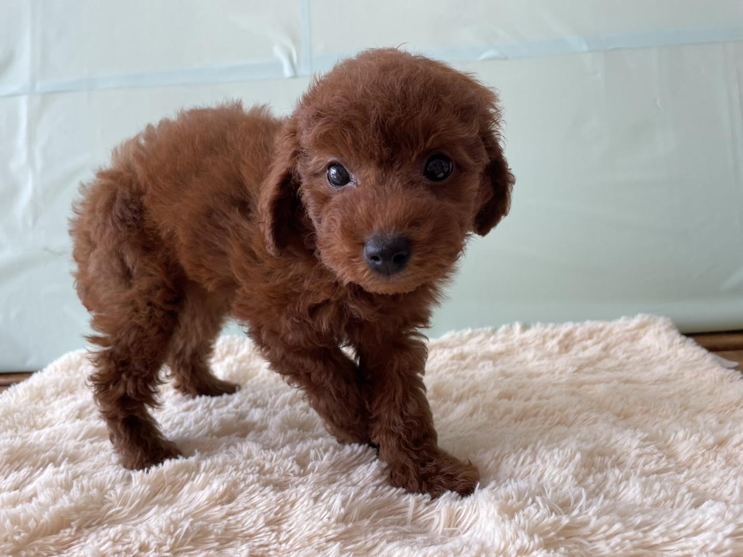 佐賀県のトイプードル(トイ) (スタードッグス新鳥栖店/2025年6月14日生まれ/男の子/レッド)の子犬の2枚目の画像