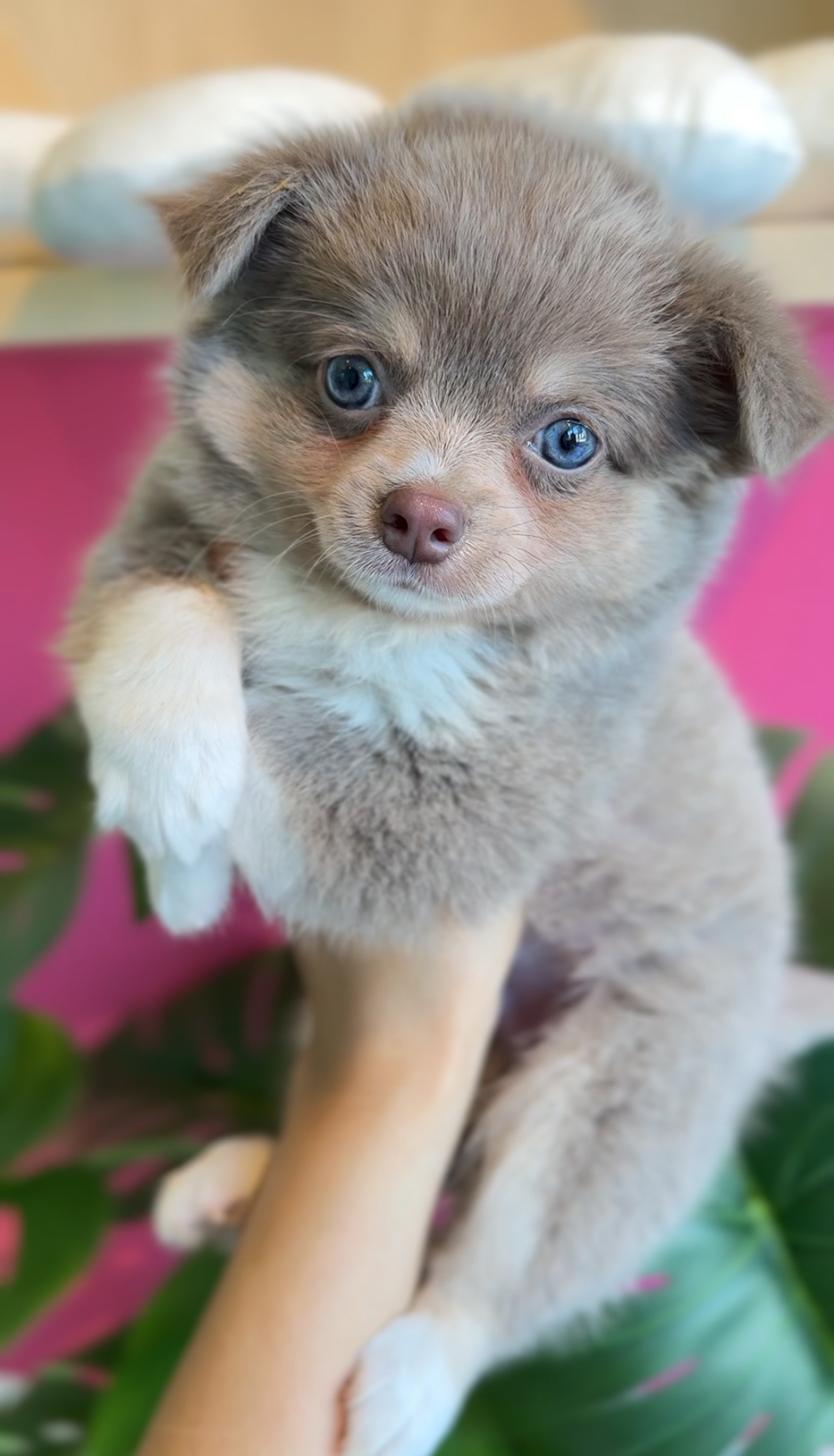 埼玉県のチワワ(ロング) (PET SHOP Tiny tales/2025年7月26日生まれ/男の子/イザベラクリームホワイト)の子犬の1枚目の画像
