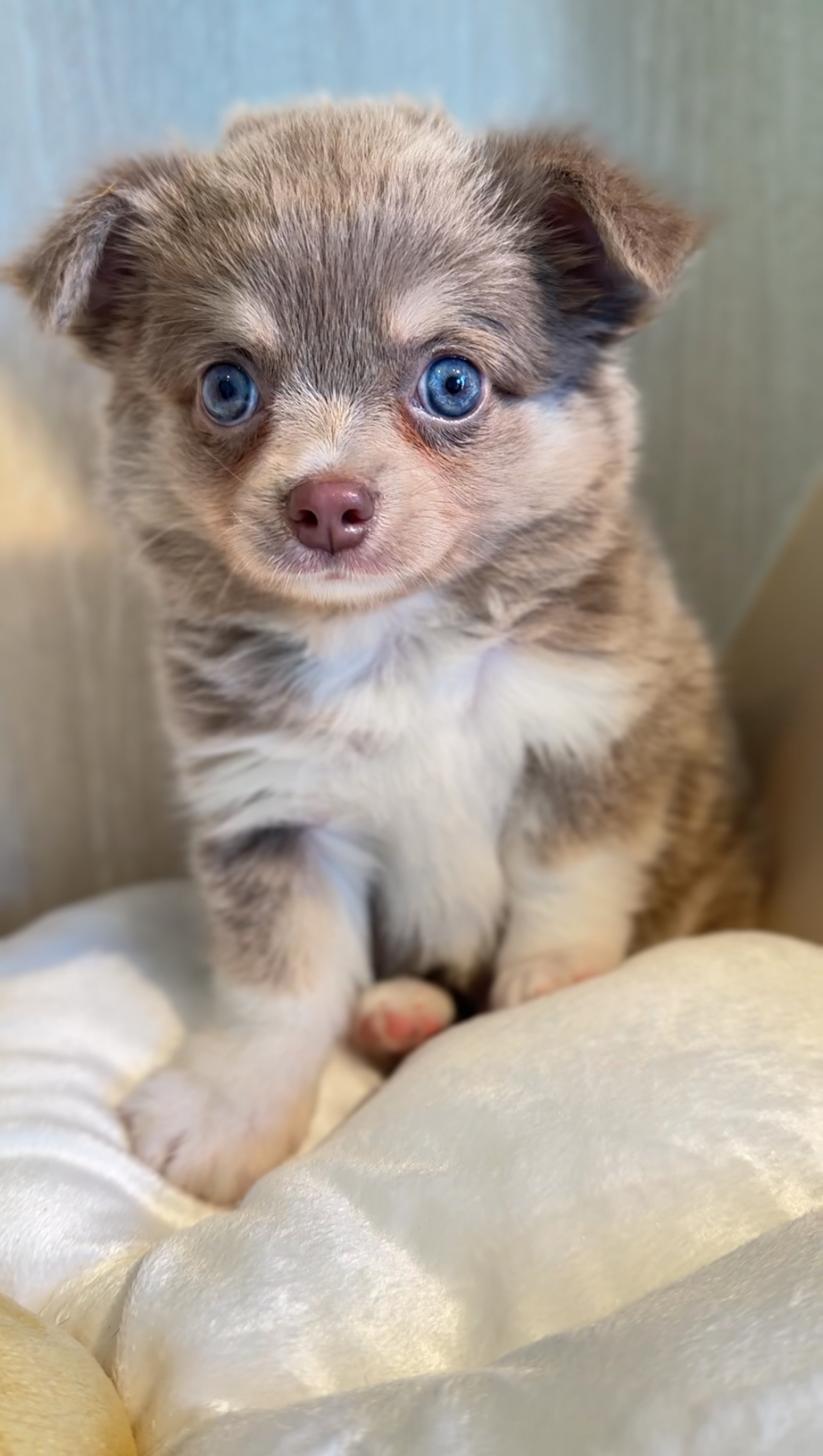 埼玉県のチワワ(ロング) (PET SHOP Tiny tales/2025年7月26日生まれ/男の子/イザベラクリームホワイト)の子犬の2枚目の画像