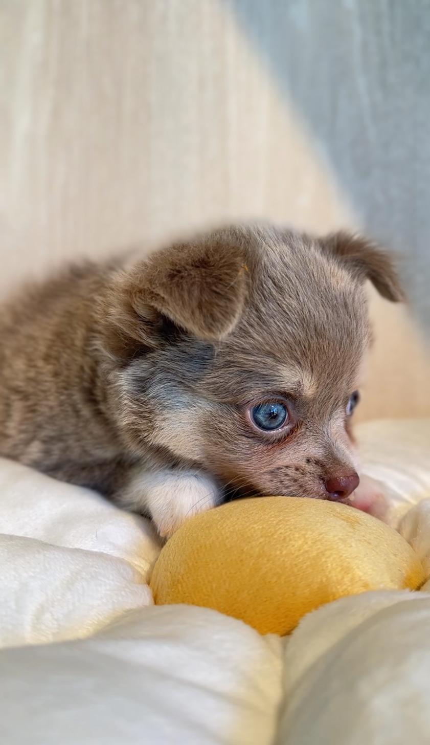 埼玉県のチワワ(ロング) (PET SHOP Tiny tales/2025年7月26日生まれ/男の子/イザベラクリームホワイト)の子犬の4枚目の画像