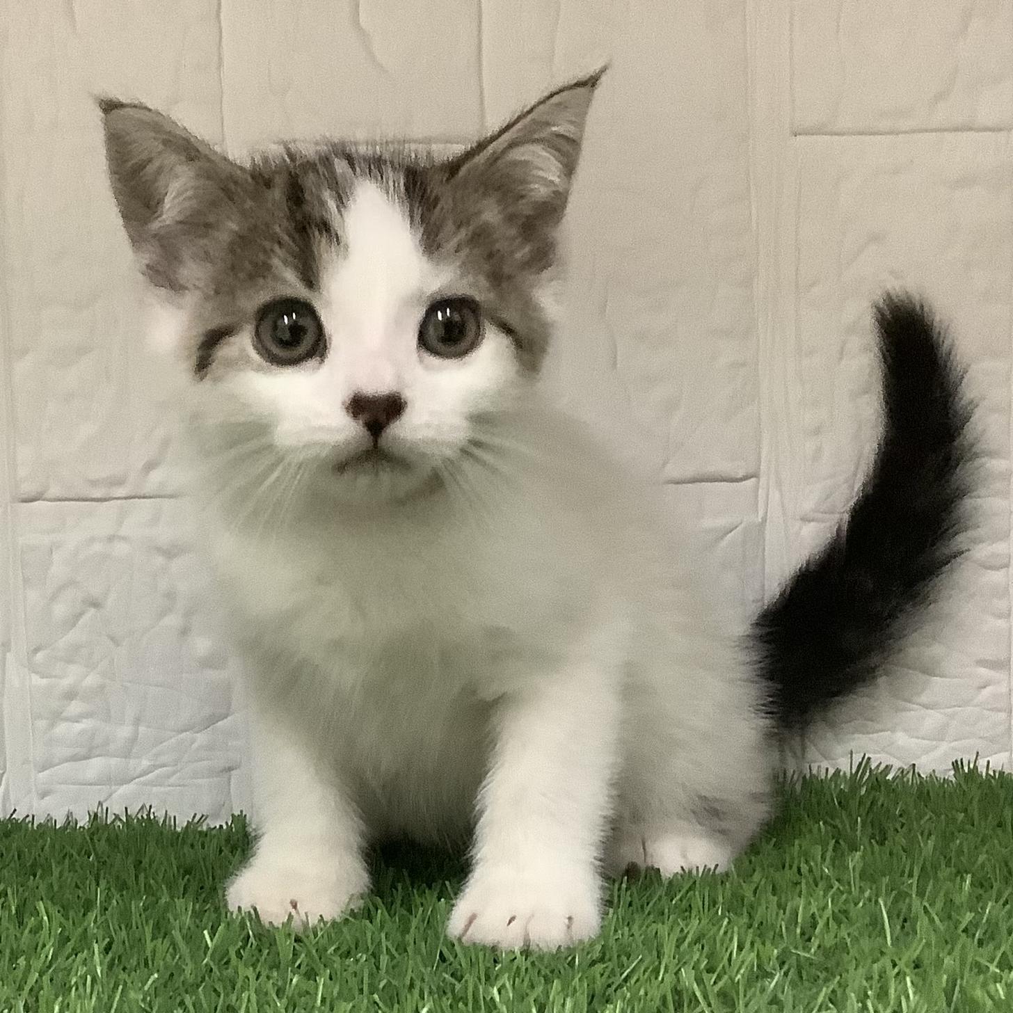 佐賀県のスコティッシュフォールド (ドッグズホーム佐賀店/2025年11月30日生まれ/男の子/ブラウンバン)の子猫