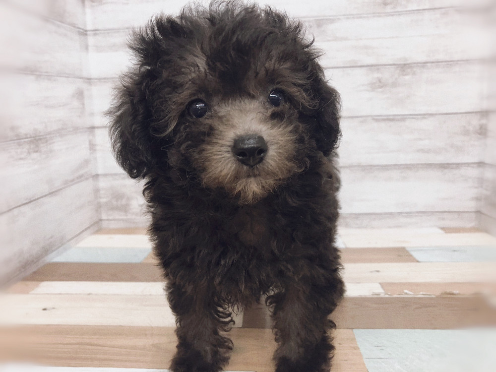 新潟県のトイプードル(トイ) (竹内ペット 白根店/2026年5月10日生まれ/女の子/シルバー)の子犬の2枚目の画像
