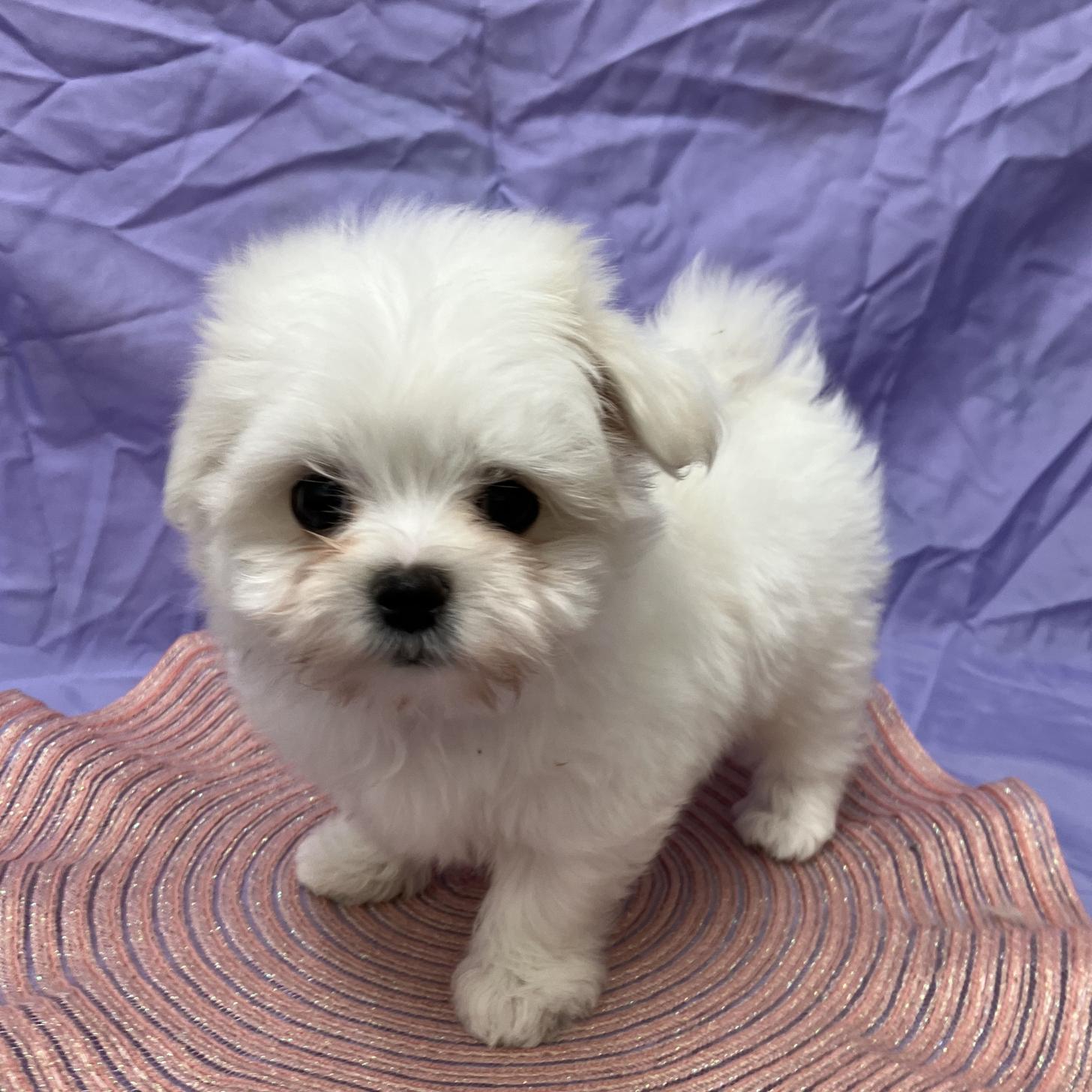 兵庫県のマルチーズ (フクエイペット/2026年1月31日生まれ/女の子/ホワイト)の子犬の1枚目の画像