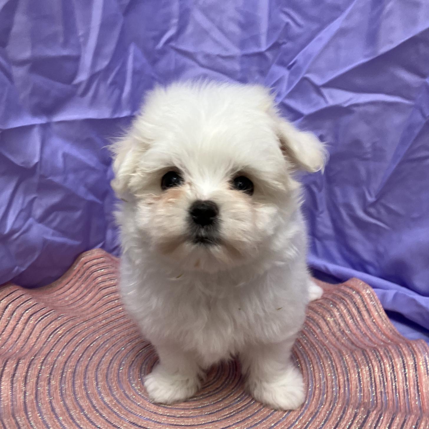 兵庫県のマルチーズ (フクエイペット/2026年1月31日生まれ/女の子/ホワイト)の子犬の2枚目の画像