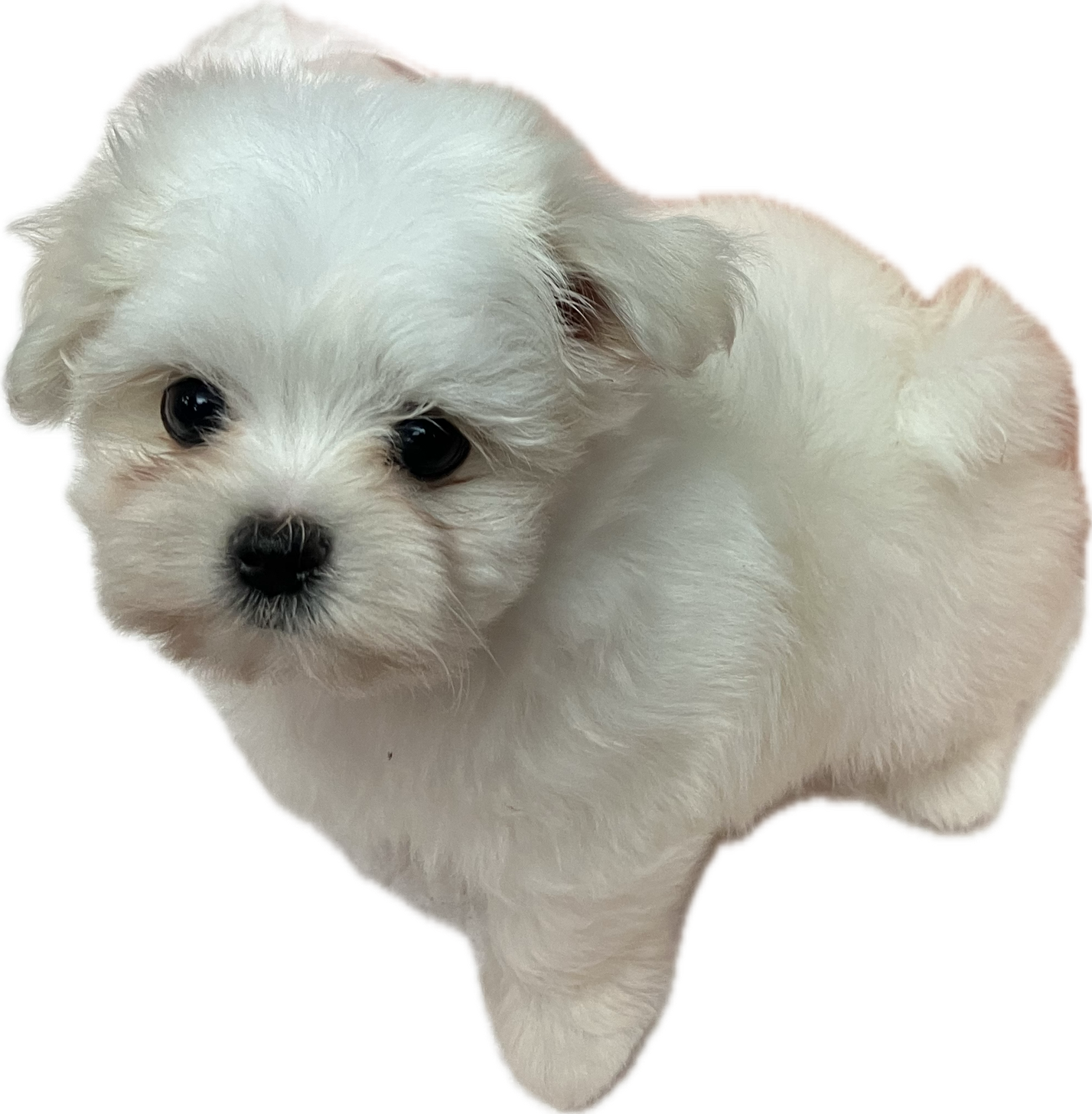 兵庫県のマルチーズ (フクエイペット/2026年1月31日生まれ/女の子/ホワイト)の子犬の4枚目の画像