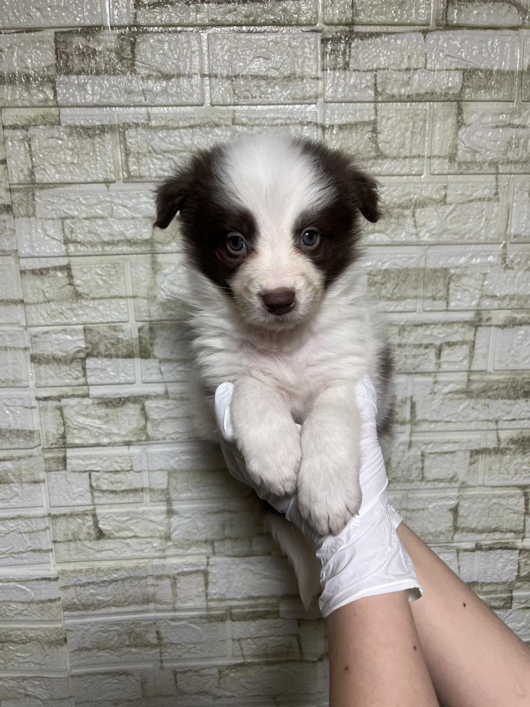 埼玉県のボーダーコリー (ペッツスマイル加須インター店/2026年2月2日生まれ/男の子/チョコレートホワイト)の子犬