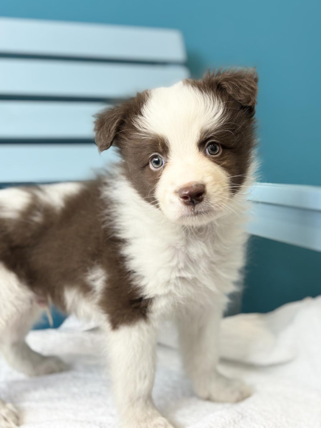 埼玉県のボーダーコリー (ペッツスマイル加須インター店/2026年2月2日生まれ/男の子/チョコレートホワイト)の子犬の1枚目の画像