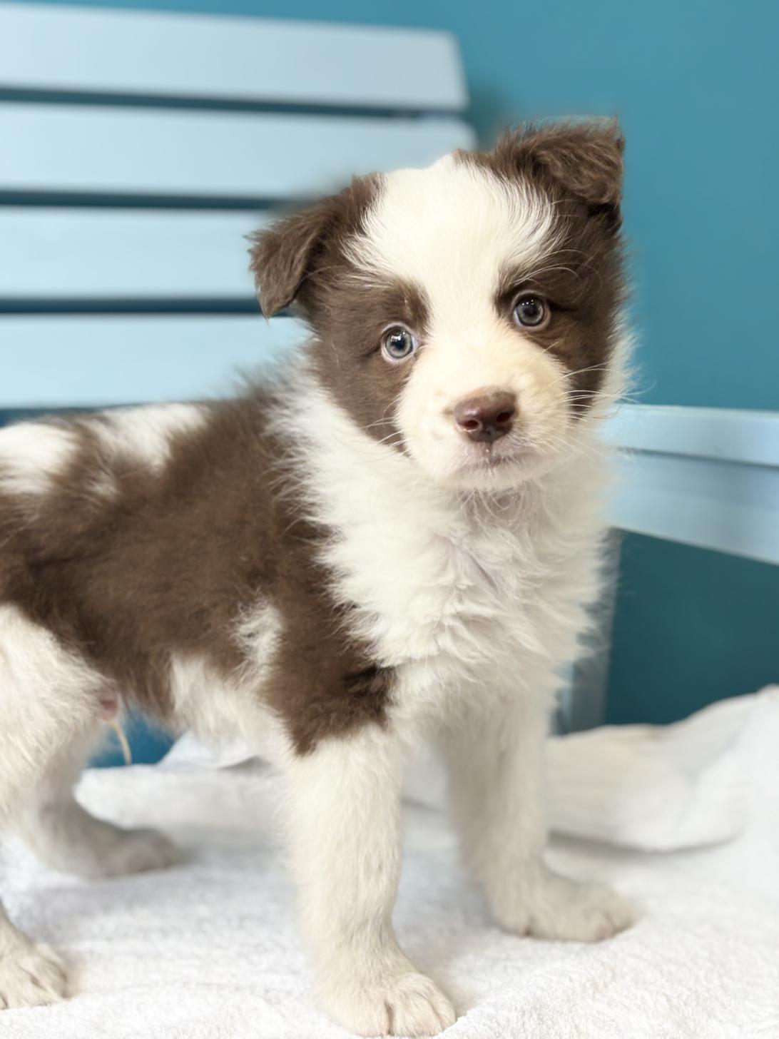 埼玉県のボーダーコリー (ペッツスマイル加須インター店/2026年2月2日生まれ/男の子/チョコレートホワイト)の子犬の2枚目の画像