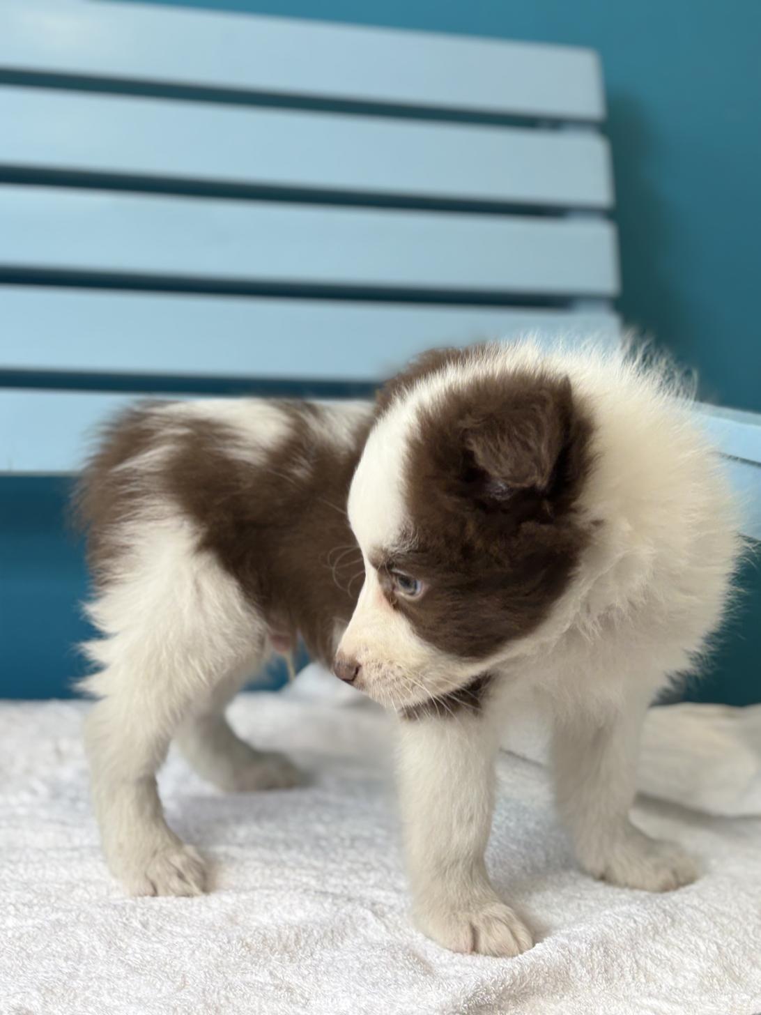 埼玉県のボーダーコリー (ペッツスマイル加須インター店/2026年2月2日生まれ/男の子/チョコレートホワイト)の子犬の3枚目の画像