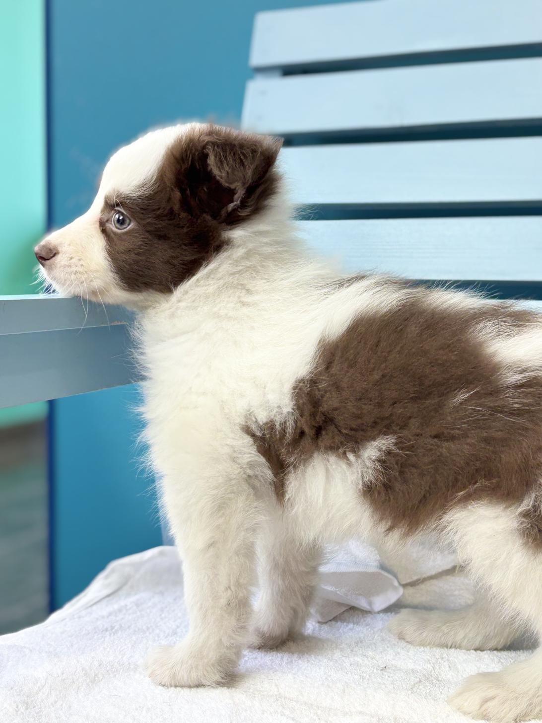 埼玉県のボーダーコリー (ペッツスマイル加須インター店/2026年2月2日生まれ/男の子/チョコレートホワイト)の子犬の4枚目の画像