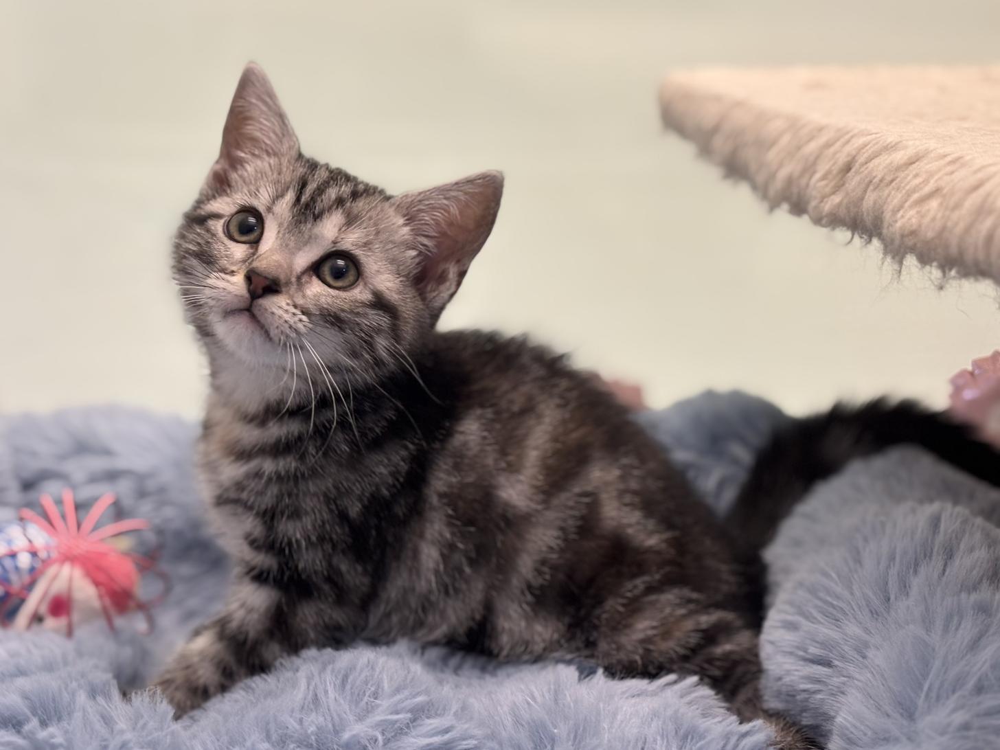 神奈川県のアメリカンショートヘアー (Doggy Style 小田原店/2026年2月8日生まれ/女の子/シルバーパッチドタビー)の子猫の1枚目の画像