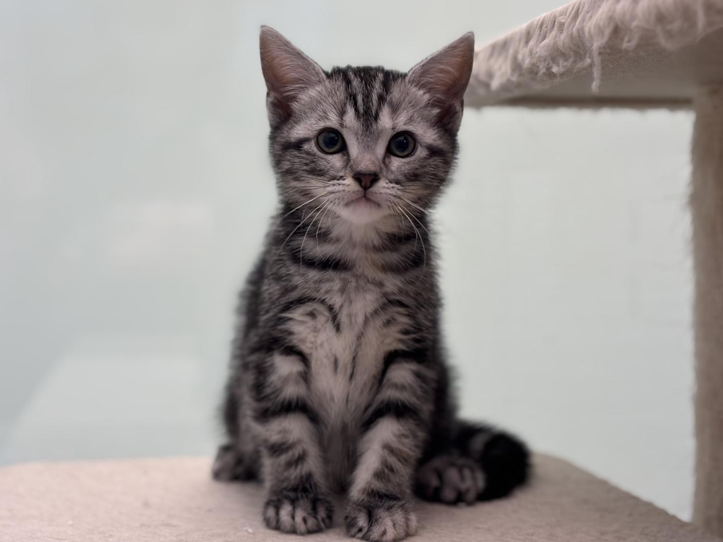 神奈川県のアメリカンショートヘアー (Doggy Style 小田原店/2026年2月8日生まれ/女の子/シルバーパッチドタビー)の子猫の2枚目の画像