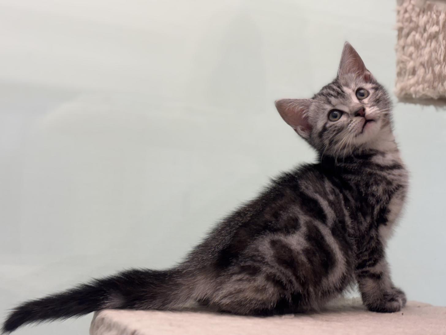 神奈川県のアメリカンショートヘアー (Doggy Style 小田原店/2026年2月8日生まれ/女の子/シルバーパッチドタビー)の子猫の3枚目の画像
