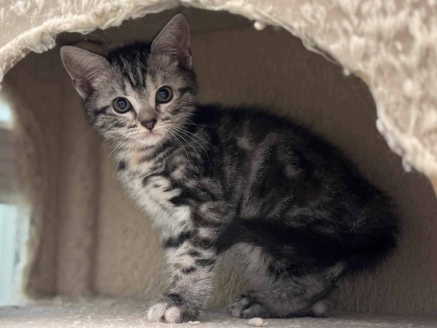 神奈川県のアメリカンショートヘアー (Doggy Style 小田原店/2026年2月8日生まれ/女の子/シルバーパッチドタビー)の子猫の4枚目の画像