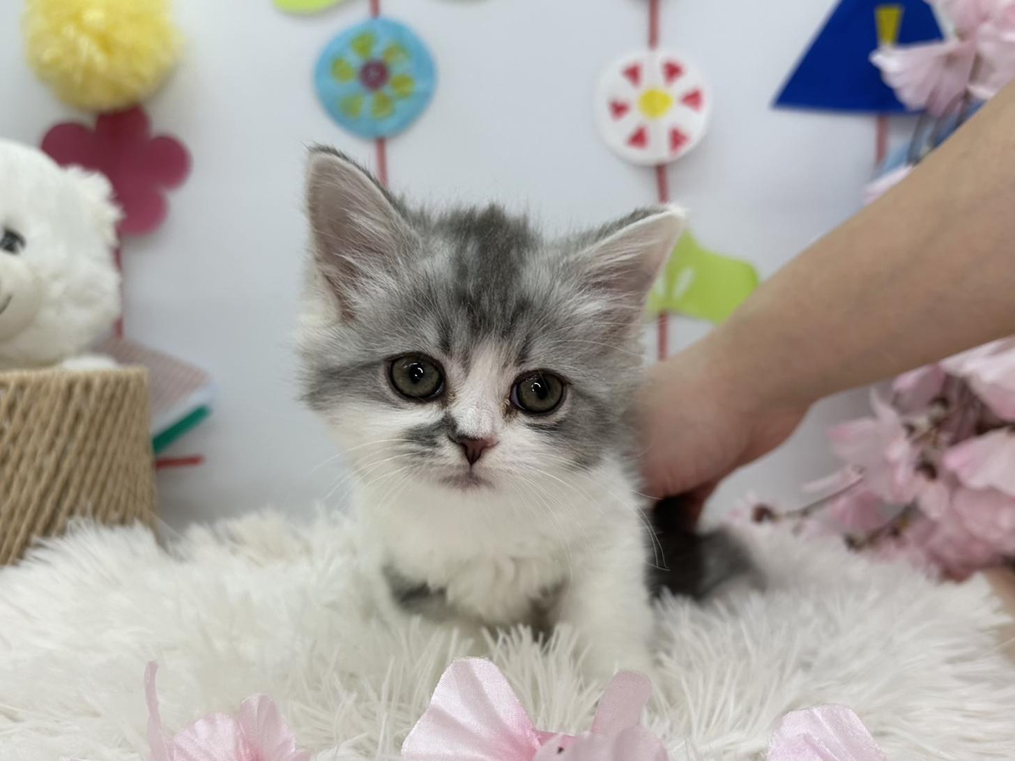 北海道のラガマフィン (ラブワンコ カインズ大曲店/2026年1月10日生まれ/女の子/ブルーシルバータビーホワイト)の子猫