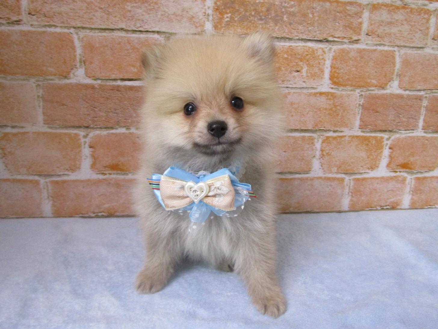 宮城県のポメラニアン (ズーズーカンパニー 八乙女店/2025年12月28日生まれ/男の子/オレンジ)の子犬の1枚目の画像