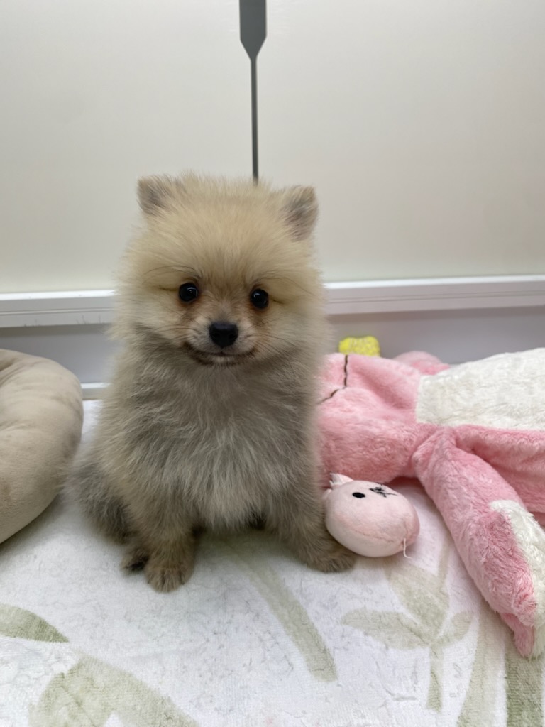 宮城県のポメラニアン (ズーズーカンパニー 八乙女店/2025年12月28日生まれ/男の子/オレンジ)の子犬の2枚目の画像