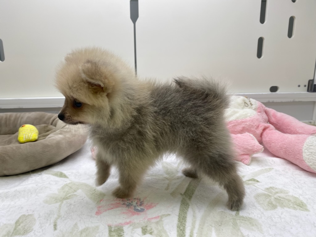 宮城県のポメラニアン (ズーズーカンパニー 八乙女店/2025年12月28日生まれ/男の子/オレンジ)の子犬の3枚目の画像