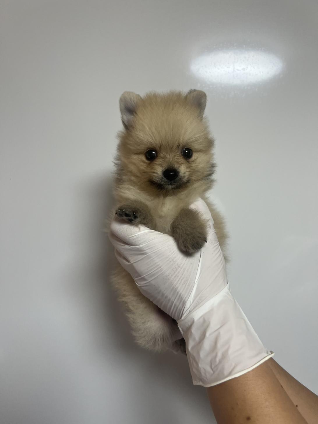 埼玉県のポメラニアン (ペッツスマイル加須インター店/2026年7月14日生まれ/男の子/オレンジ)の子犬の1枚目の画像