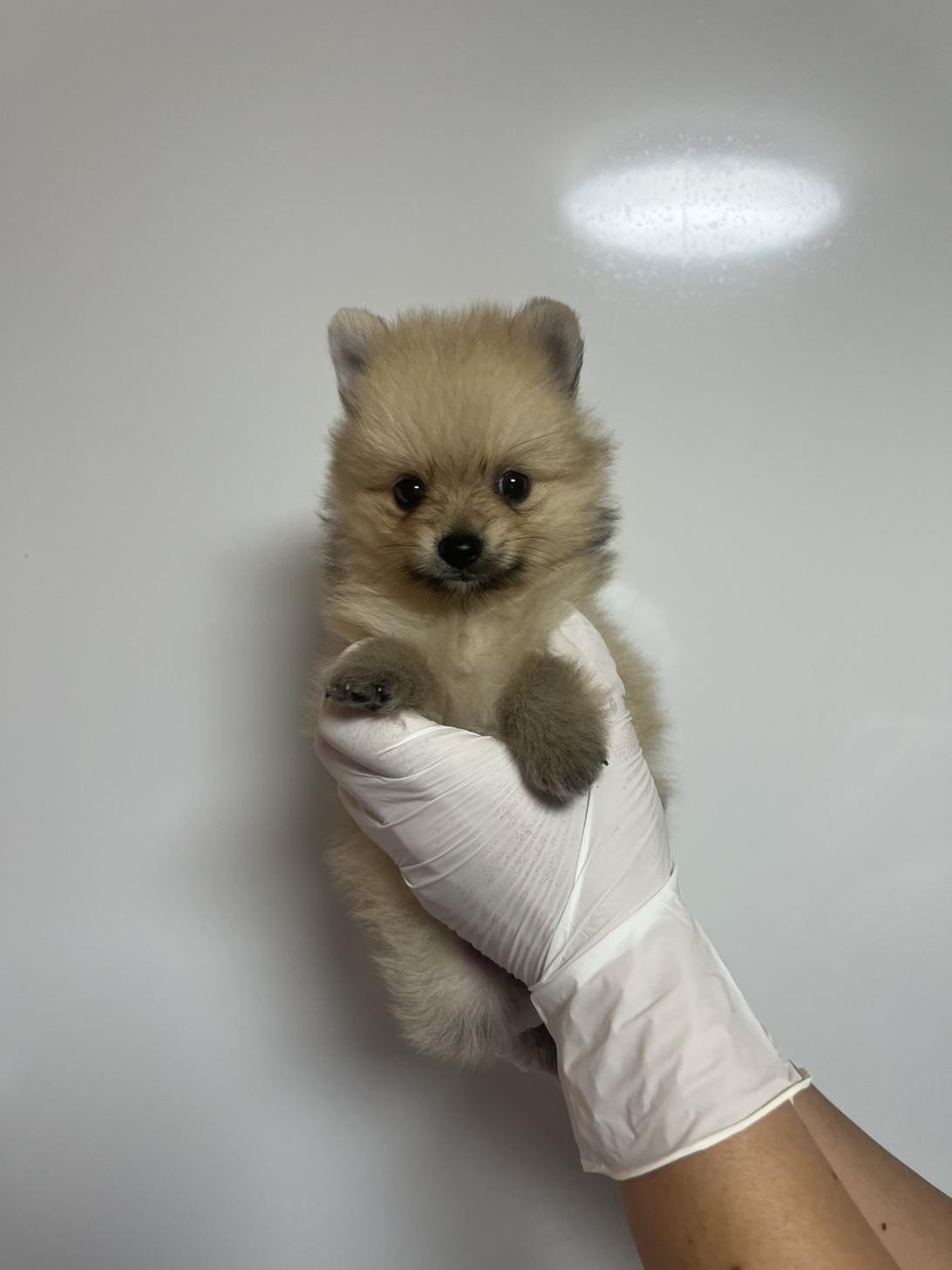 埼玉県のポメラニアン (ペッツスマイル加須インター店/2026年7月14日生まれ/男の子/オレンジ)の子犬の2枚目の画像