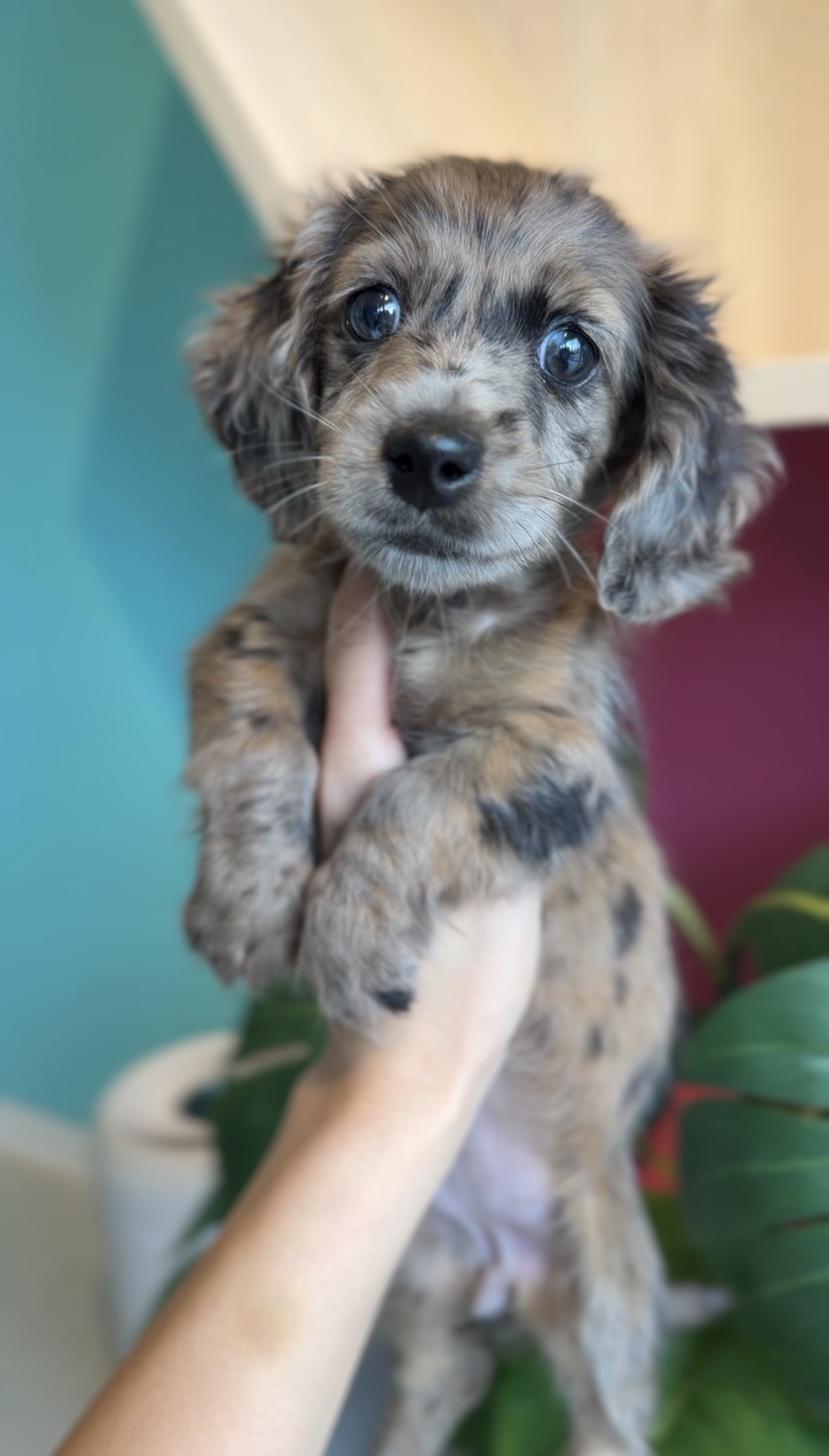 埼玉県のミニチュアダックスフンド(ロング) (PET SHOP Tiny tales/2025年12月19日生まれ/女の子/チョコレートダップル)の子犬の1枚目の画像