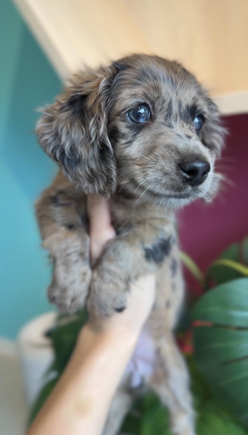 埼玉県のミニチュアダックスフンド(ロング) (PET SHOP Tiny tales/2025年12月19日生まれ/女の子/チョコレートダップル)の子犬の2枚目の画像