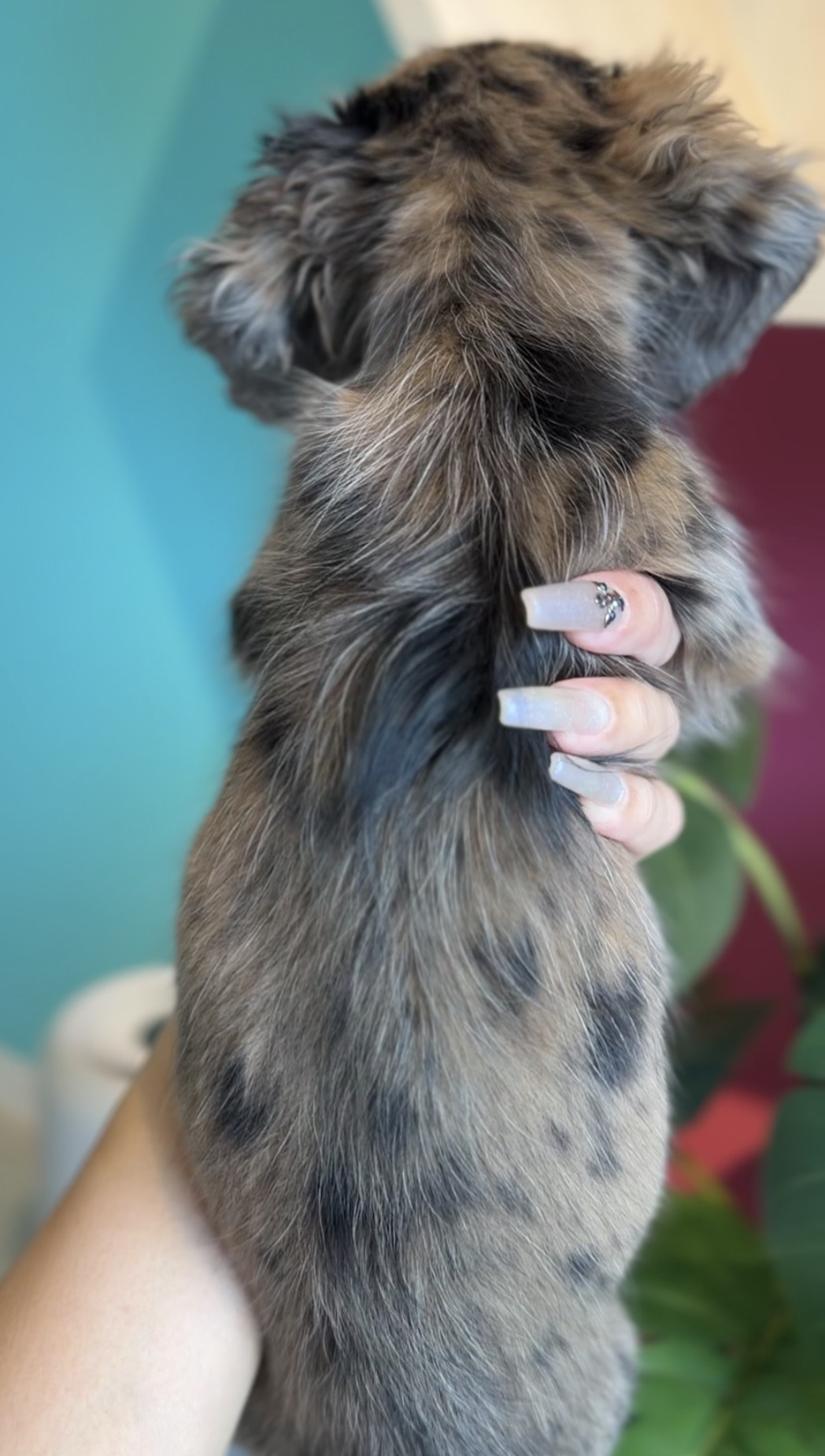 埼玉県のミニチュアダックスフンド(ロング) (PET SHOP Tiny tales/2025年12月19日生まれ/女の子/チョコレートダップル)の子犬の3枚目の画像