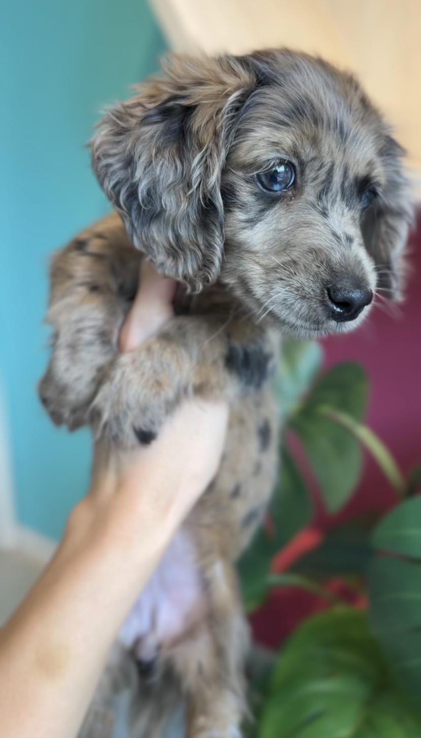 埼玉県のミニチュアダックスフンド(ロング) (PET SHOP Tiny tales/2025年12月19日生まれ/女の子/チョコレートダップル)の子犬の4枚目の画像