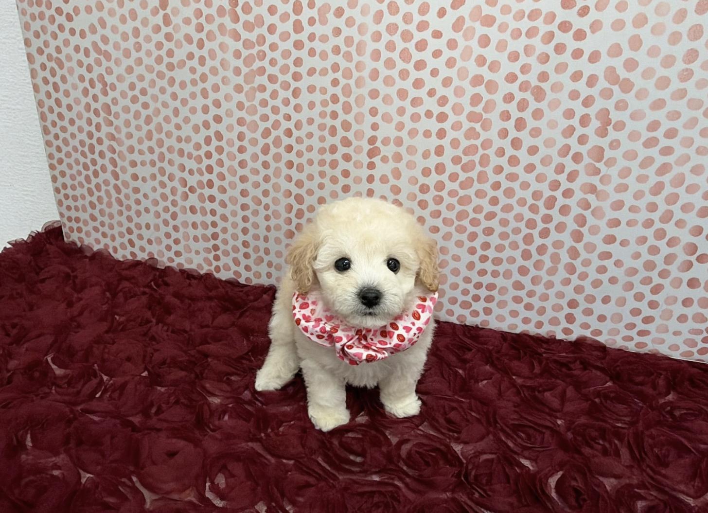 福岡県のトイプードル(タイニー) (ぱぴぷぺっと福岡店/2025年12月19日生まれ/女の子/クリーム)の子犬の1枚目の画像