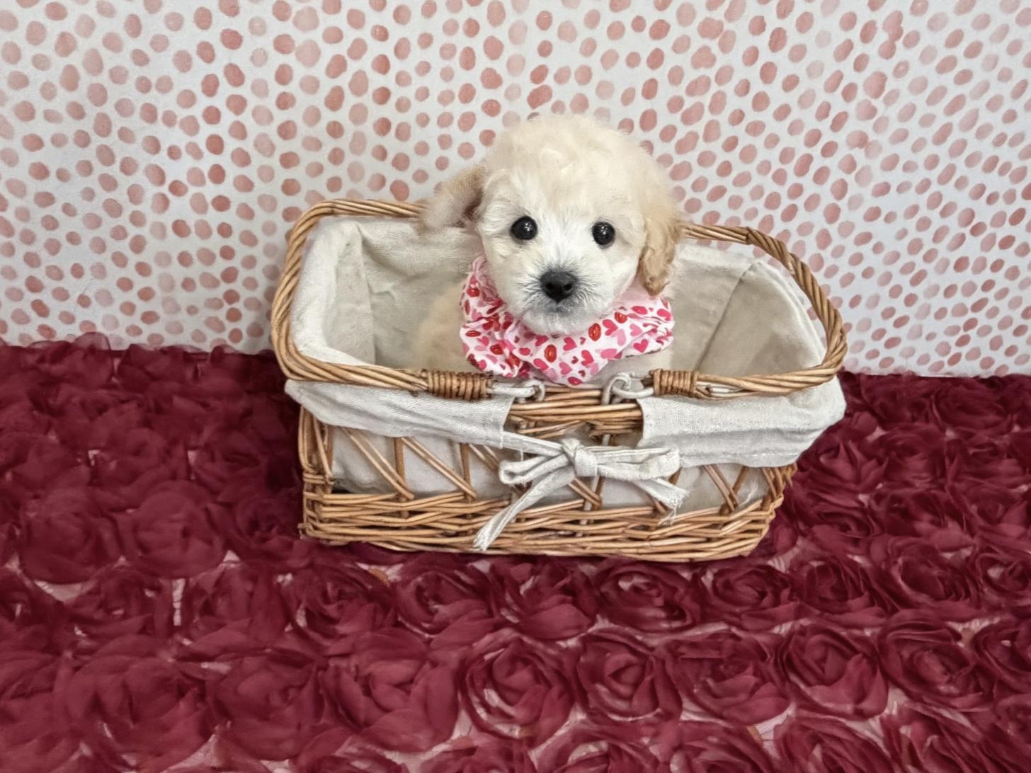 福岡県のトイプードル(タイニー) (ぱぴぷぺっと福岡店/2025年12月19日生まれ/女の子/クリーム)の子犬の2枚目の画像