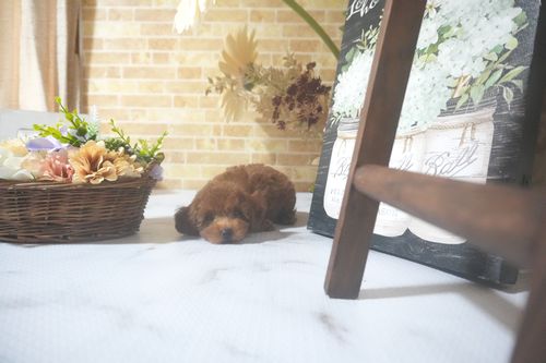 滋賀県のトイプードル(トイ) (いっぷく湖南店/2025年7月1日生まれ/男の子/レッド)の子犬の1枚目の画像