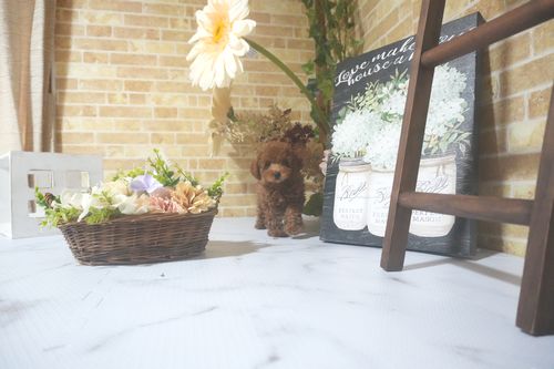 滋賀県のトイプードル(トイ) (いっぷく湖南店/2025年7月1日生まれ/男の子/レッド)の子犬の4枚目の画像