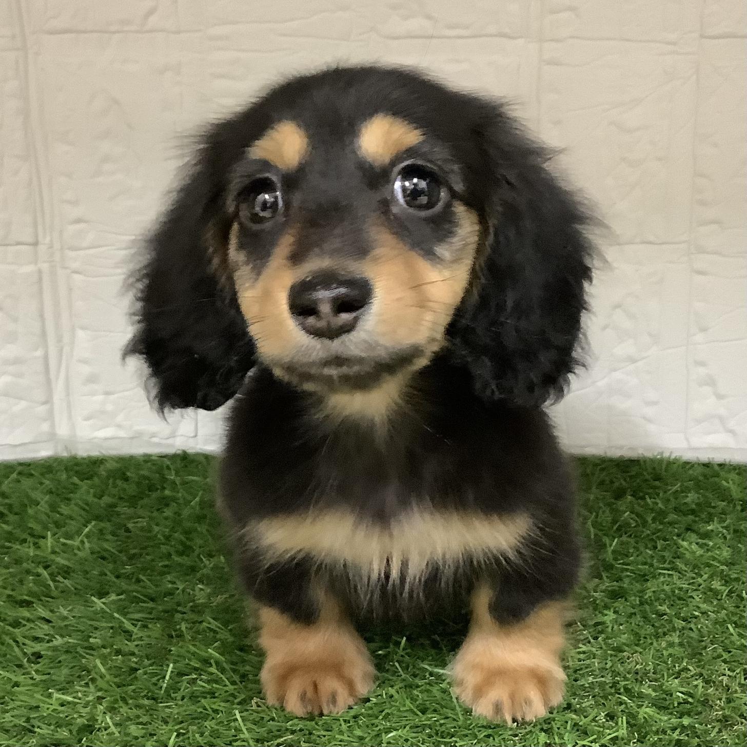 福岡県のミニチュアダックスフンド(ロング) (ディスワン ドッグズホーム大野城店/2025年12月28日生まれ/男の子/ブラックイエロー)の子犬